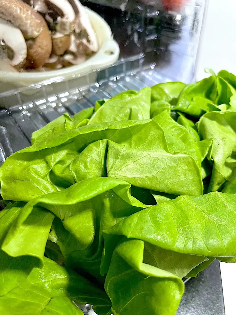 butterhead lettuce|hweeyhさん