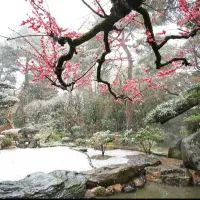 日本庭園|しんさん