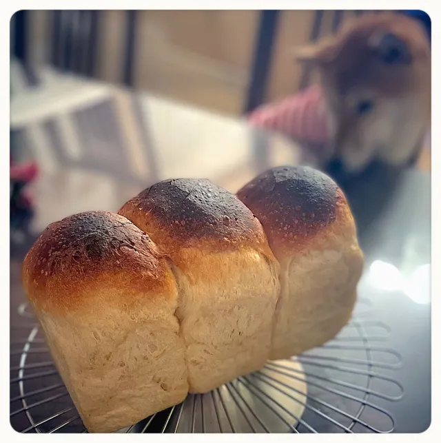 Snapdishの料理・レシピ写真:パン🍞と犬🐕｜【速報！】Haier「Milaly」アンバサダー投稿まとめ♪