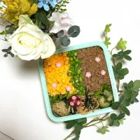 1/15❤︎主人の三色そぼろ弁当🌱

＊ 鶏そぼろ
＊ たまごそぼろ
＊ スナップエンドウ🫛
＊ たらこパスタ
＊ ごま団子
＊ ちくわの磯辺揚げ
＊ ほうれん草の胡麻和え|Makinsさん