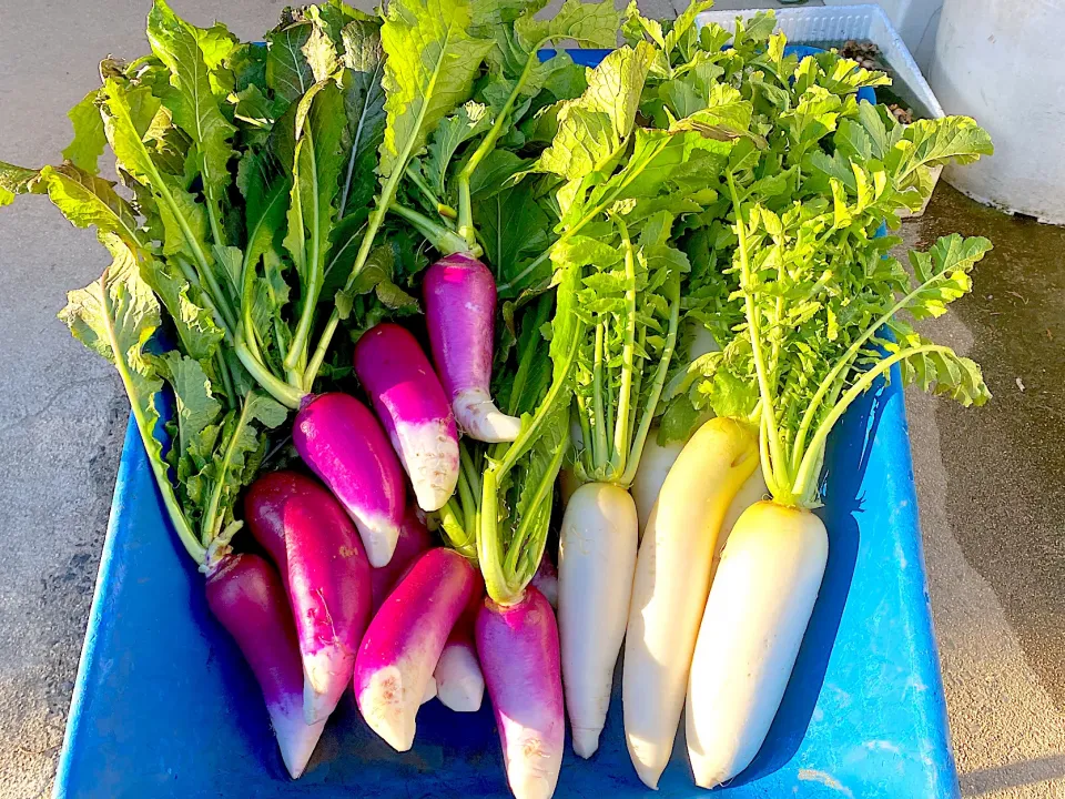 大根は、津田カブ|みーこさん