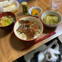 夜　鰻丼､ロール白菜（和風）､南瓜､プラス愛猫|みちくんさん