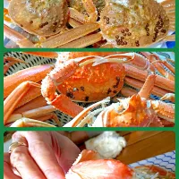 今が旬❣️ 脱皮直後の【若松葉】🦀鳥取のお友達からのプレゼント🎁 脱皮直後で殻が柔らかいから食べやすいんです❣️|🐈⸒⸒⸒⸒つるのダンス🐈🐾さん