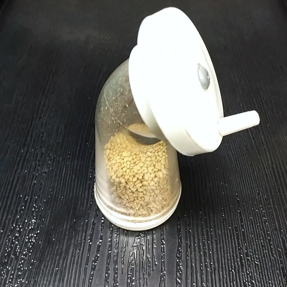 すりゴマ|かきぴぃさん