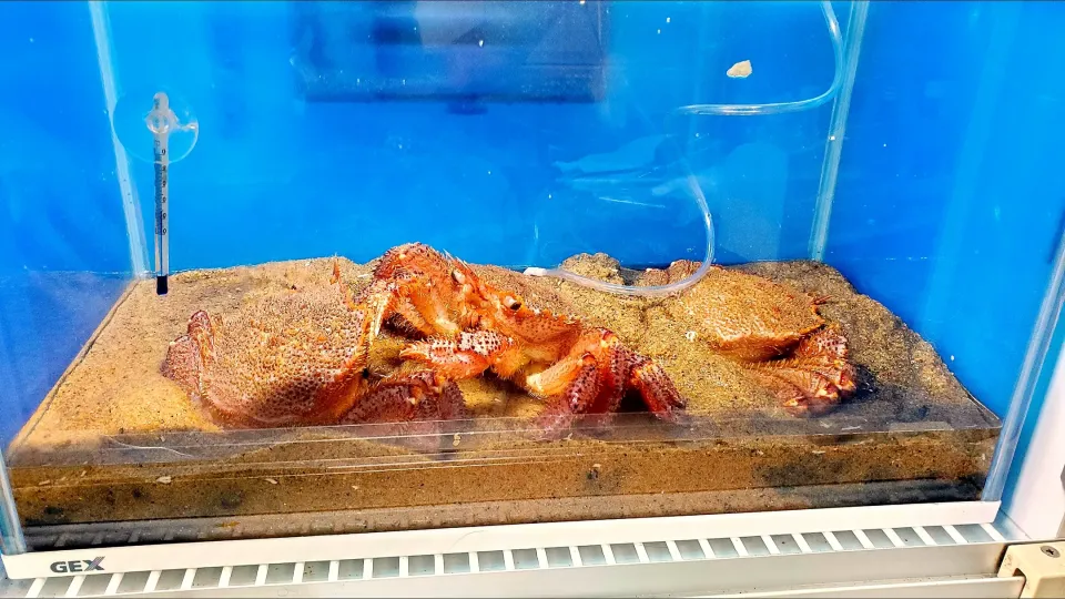 スーパーで救出した毛ガニ🦀🦀🦀|masaki .fさん