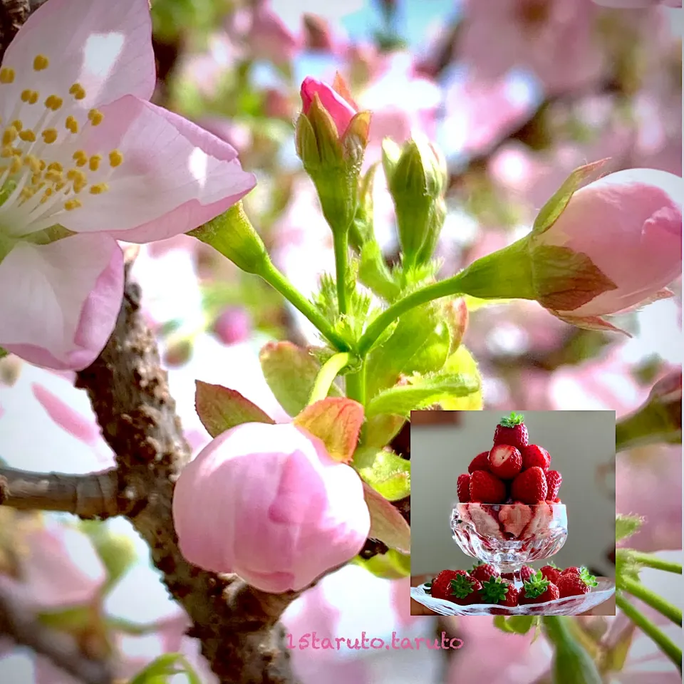 🍓いちごパフェ🍓|15taruto.tarutoさん