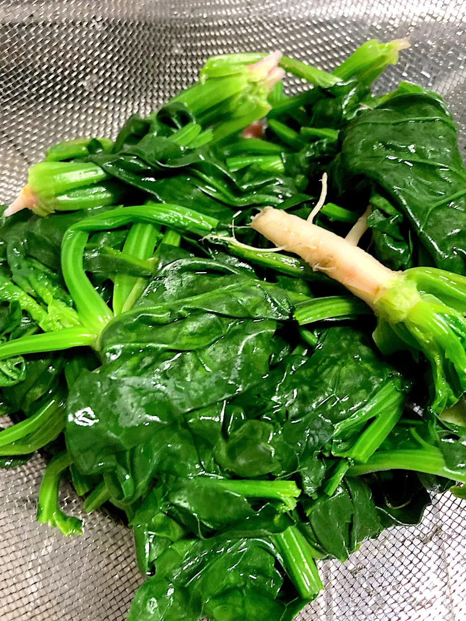 数時間前に採れたばかりのチョコちゃんほうれん草の茹でたて〜美しい😍|さくたえさん