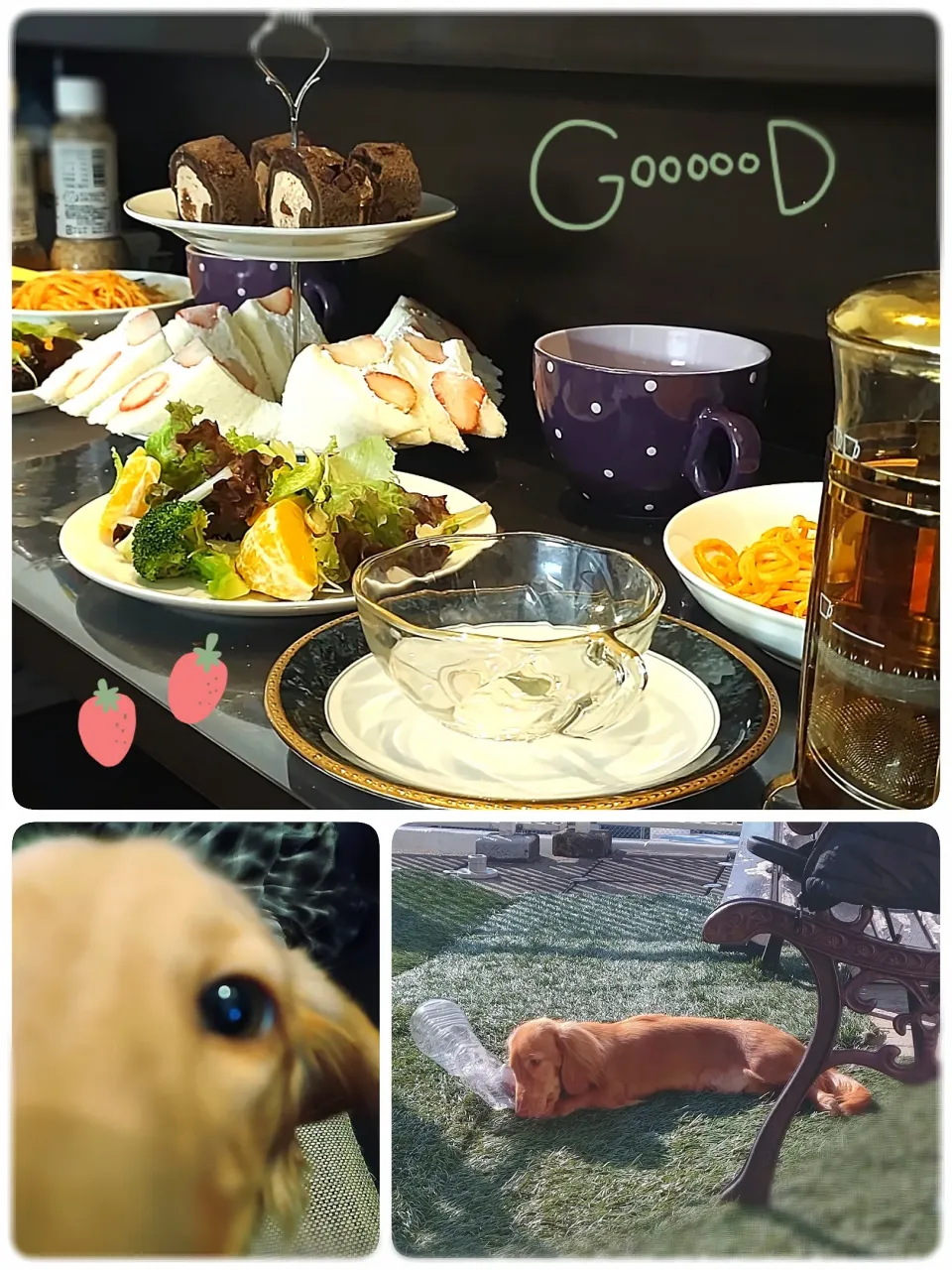 犬カフェアフタヌーンティー🐕️☕️|みったんさん