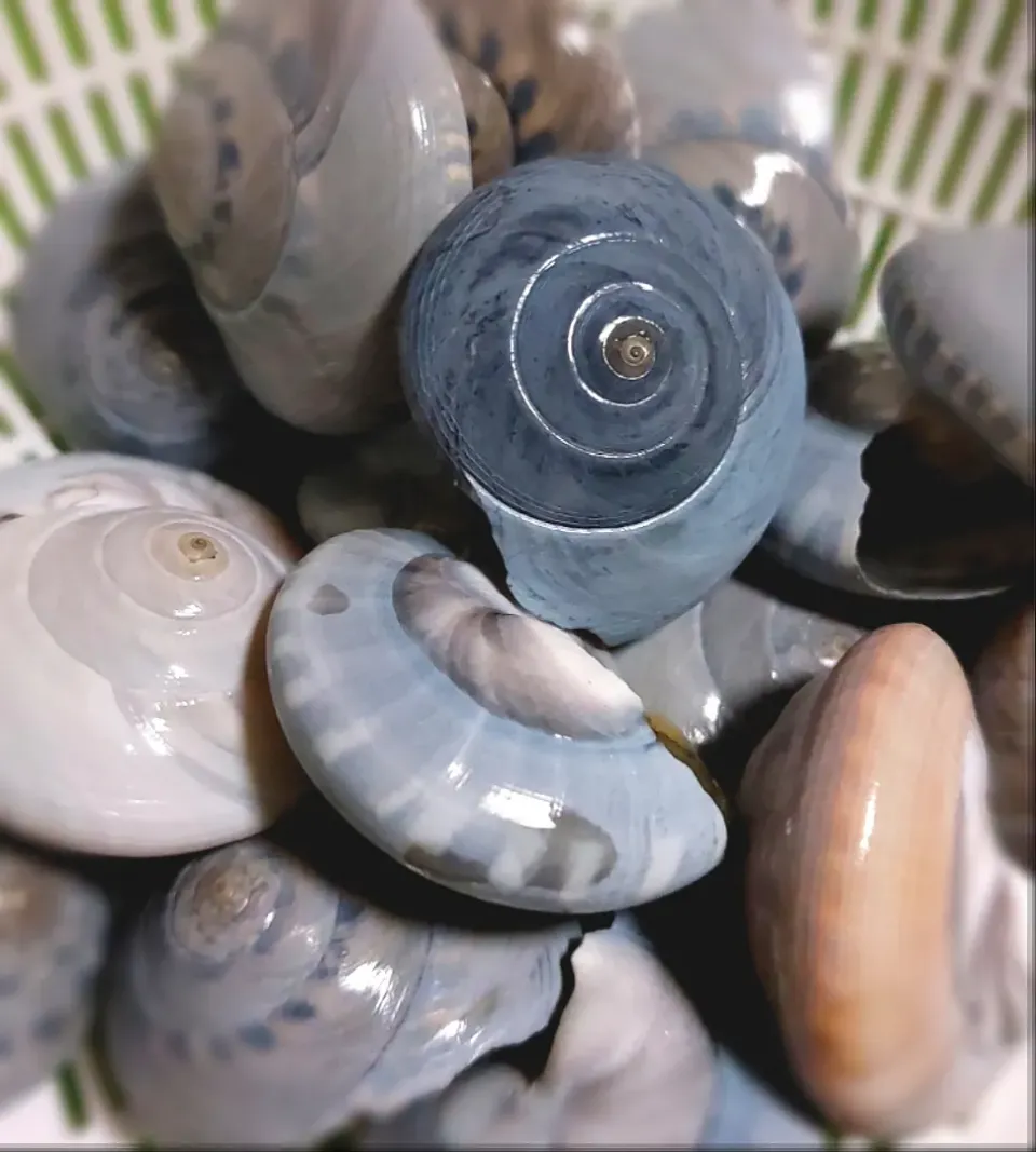 ながらみ！🐚|きつねさん