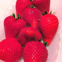 いちご🍓の奈乃華ちゃん🎵|metroさん