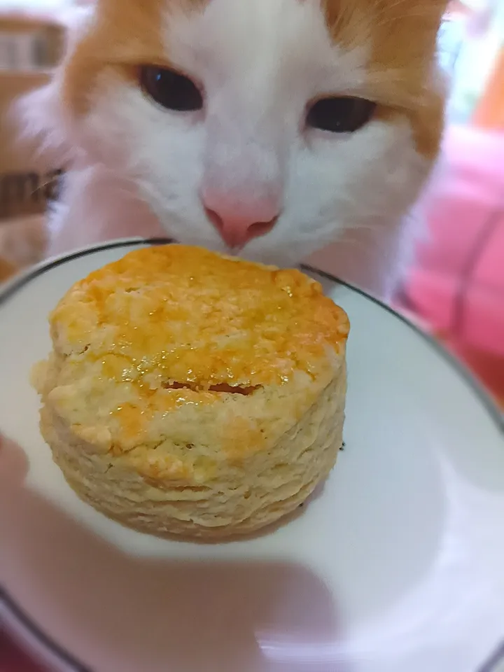 スコーン焼けました😺焼きたて美味しい🎵|さくらんぼさん