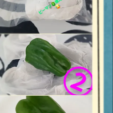 「茨城県産ピーマン」を使ってみたSnapdishの料理・レシピ写真:私のピーマンの保存法(*´艸｀*)