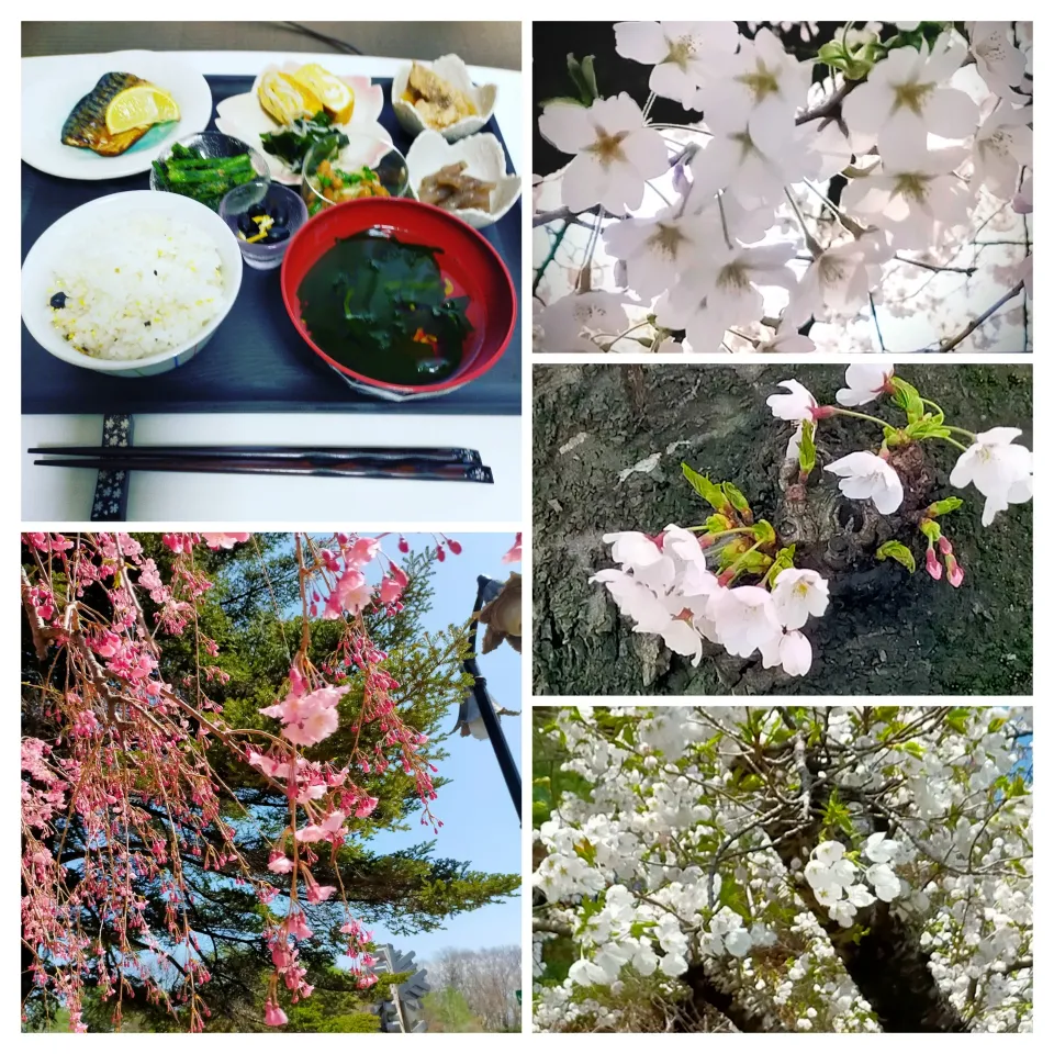 🌸さくら満開でした🌸|justice🍎IWATE🍎さん