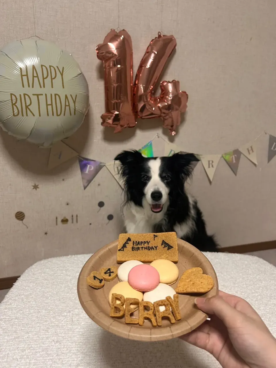 U・x・U  おからきなこクッキー🍪　犬用|みゆぞうさん