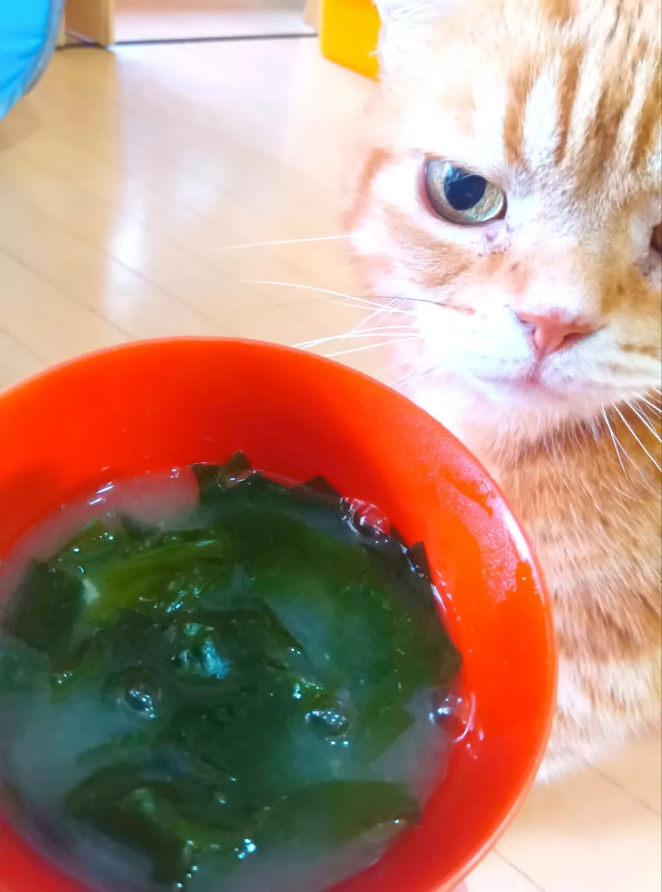 春わかめのお味噌汁🩷美味しい|さくらんぼさん