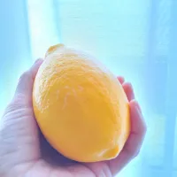 八丈フルーツレモン🍋　皮も果肉も美味しい🌼|みるくここあさん