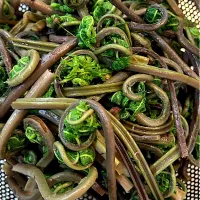 赤こごみのおひたし|むぎおさん