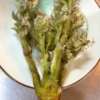 うどの天ぷら|むぎおさん