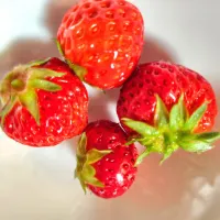 苺　初物|りふさん