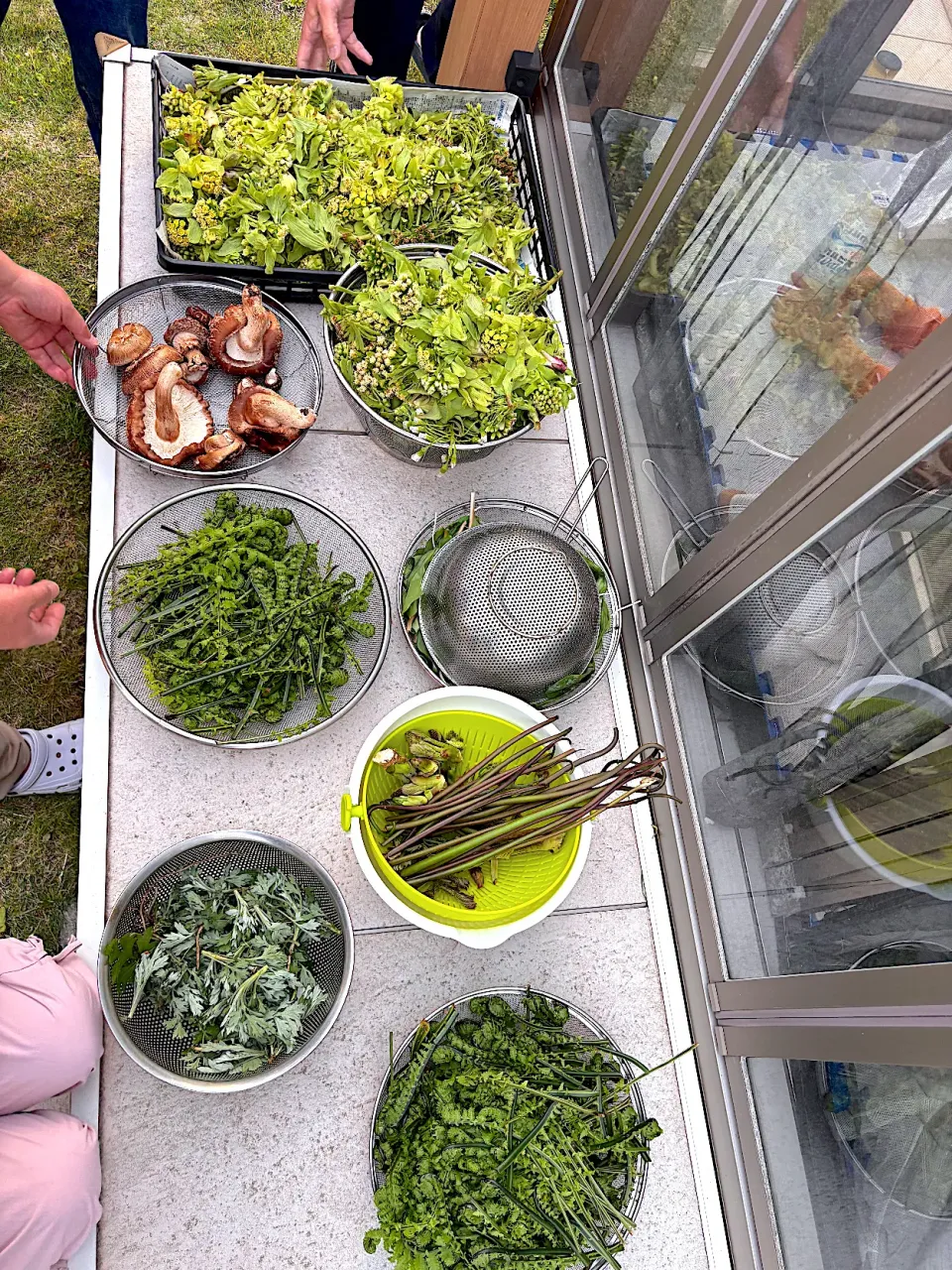 山菜採り🌱|cocomikaさん