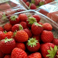 🍓『紗奈』🍓|15taruto.tarutoさん