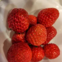 今日採れたて苺|りふさん