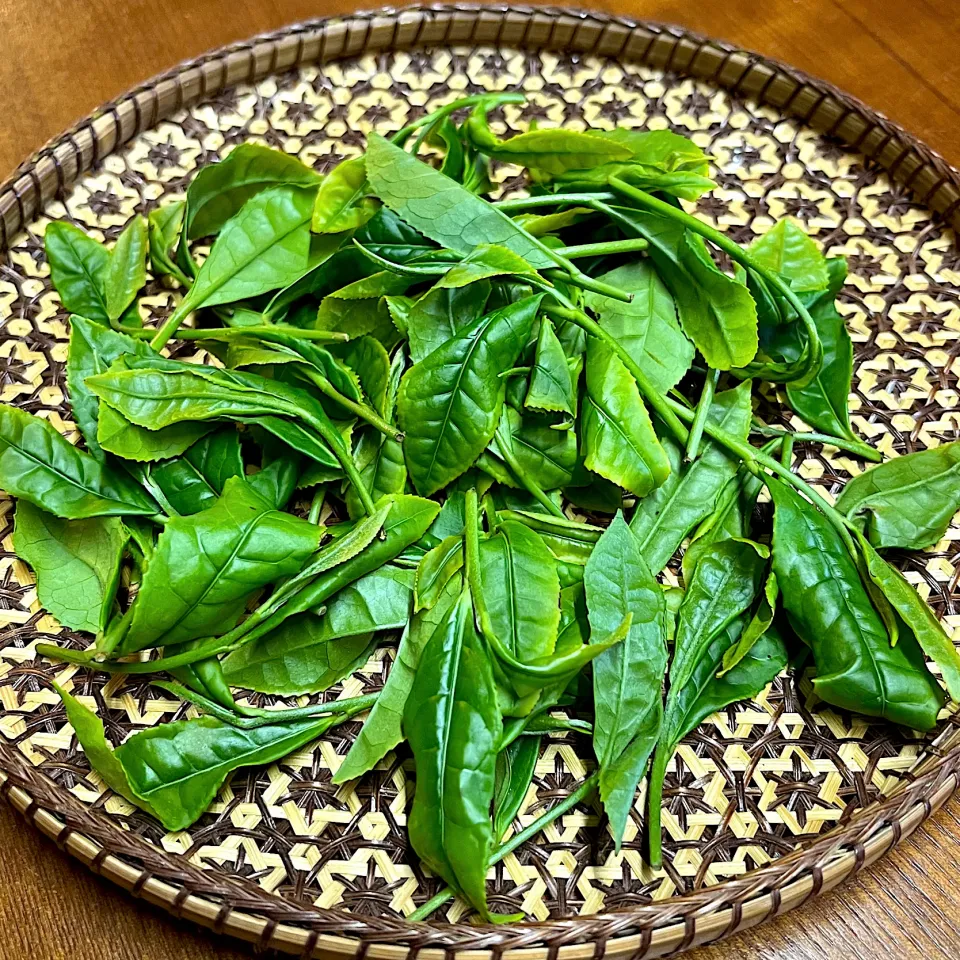新茶新芽🌱|henryさん