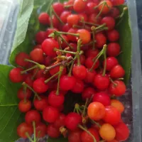 頂いた方の庭でなったさくらんぼ🍒|m.rafuさん
