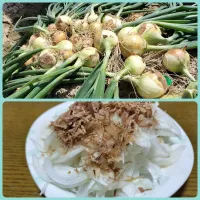 初収穫🧅玉ねぎのおかかサラダ
