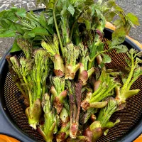 ５月11日 タラの芽・ウド　今年は遅いかな|renharuruさん