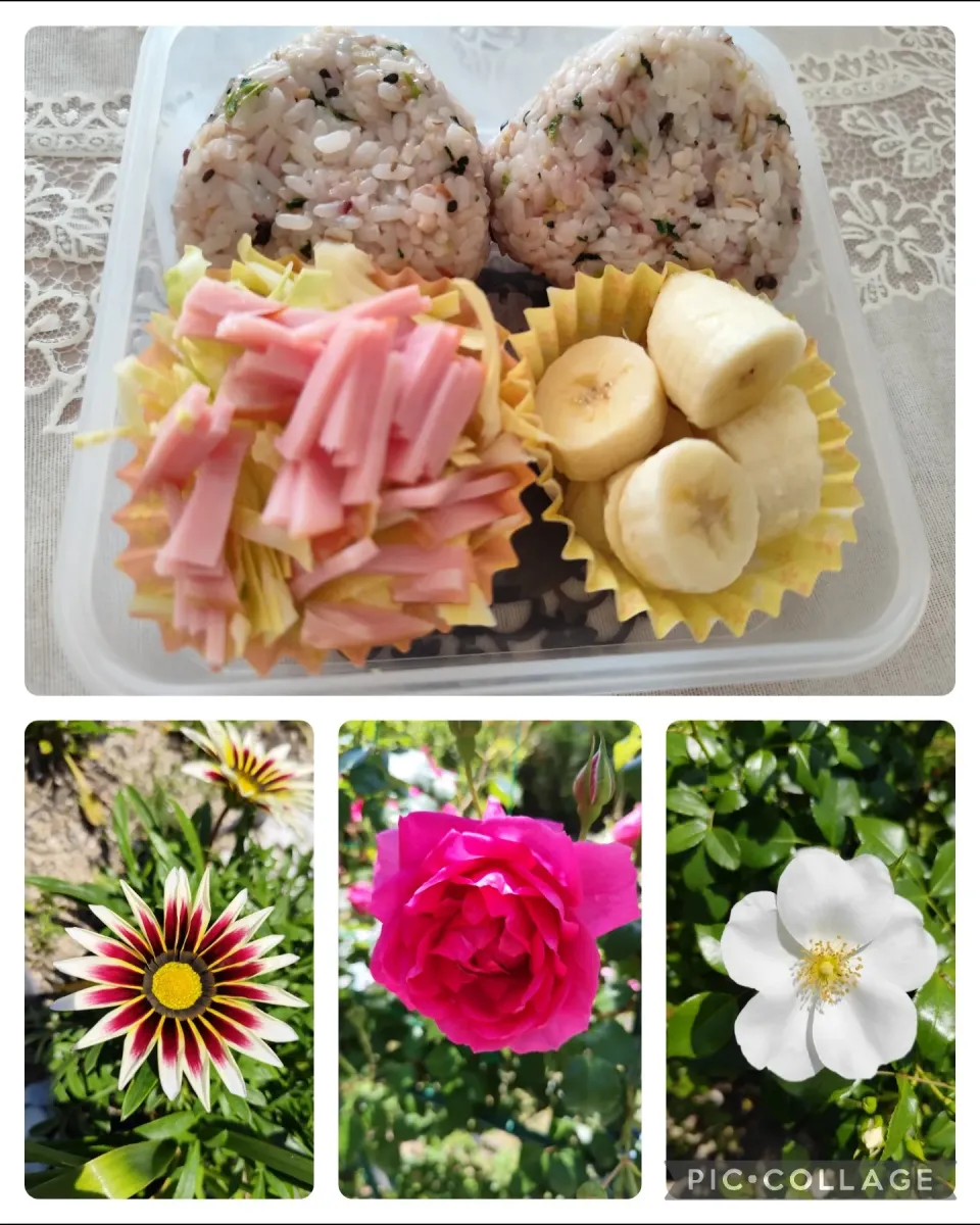 簡単な自分弁当と昨日の散歩の🌼|m.rafuさん