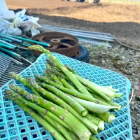 実家にて　朝採りアスパラ。立派です！！|renharuruさん
