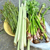 ５月18日 蕨がモサモサでした　ウドも丁度良い|renharuruさん