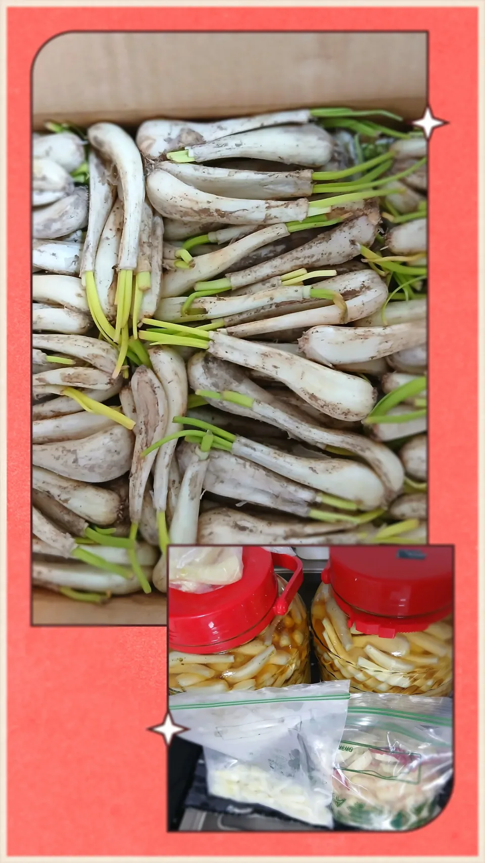 今年もらっきょう作業終。。了Σ(lliдﾟﾉ)ﾉ?。。の。。ハズ|ぽんすけさん