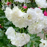 |ソーニ( ◠‿◠ )ママさん
