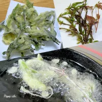 雑草を食ってみる　ヤブガラシの天ぷら