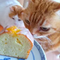 ウィークエンドシトロエン🍋いい香りがします|さくらんぼさん