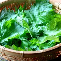 雨の前に収穫長芋をくるっと巻いてだし醤油に|tamiさん