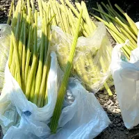 フキを採りに行きました　今年はちょっと遅かった|renharuruさん