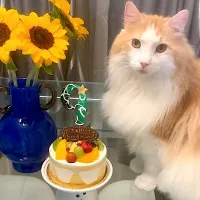 誕生日ケーキ🎂|にゃあ（芸名）さん