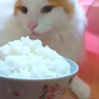 あきたこまち🍚つやつやで美味しい|さくらんぼさん