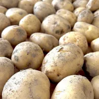 じゃがいも🥔|みゆぞうさん