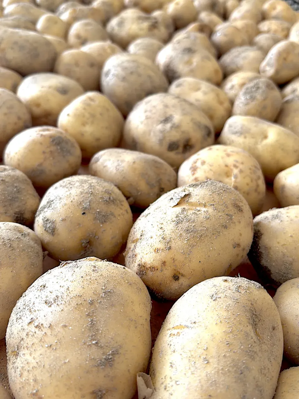 じゃがいも🥔|みゆぞうさん