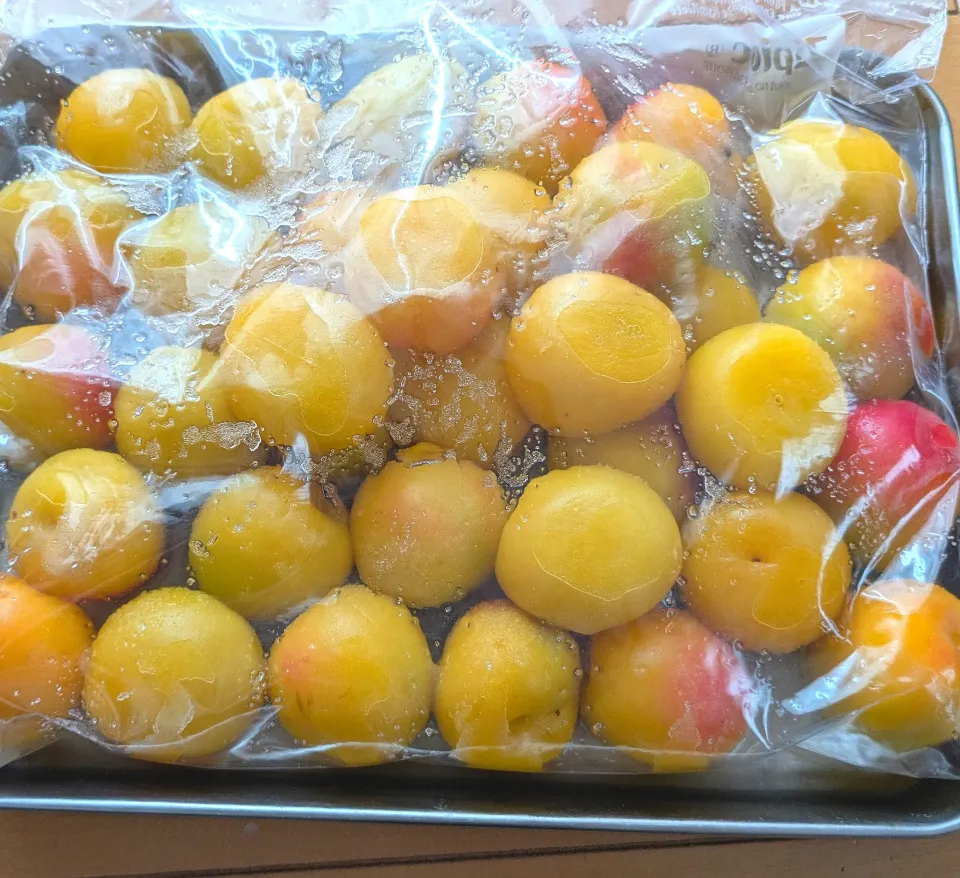 梅仕事その⑤はちみつ梅干し|ひとみんΨ(*´∀｀)Ψさん