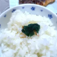 子持ち甘海老の卵の漬け|morimi32さん