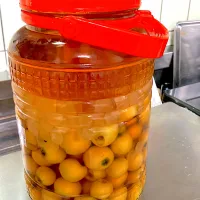野良ビワを採ったのでビワ酒を7年ぶりに漬けてみた 氷砂糖は3分の1しか使わず 今回はウイスキー37度でやってみた|🐈⸒⸒⸒⸒つるのダンス🐈🐾さん