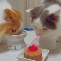 猫ケーキ🍰|lalapoさん