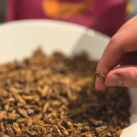 Here something you don’t eat often 😎crickets 🦗snacks 😉|B&Bさん