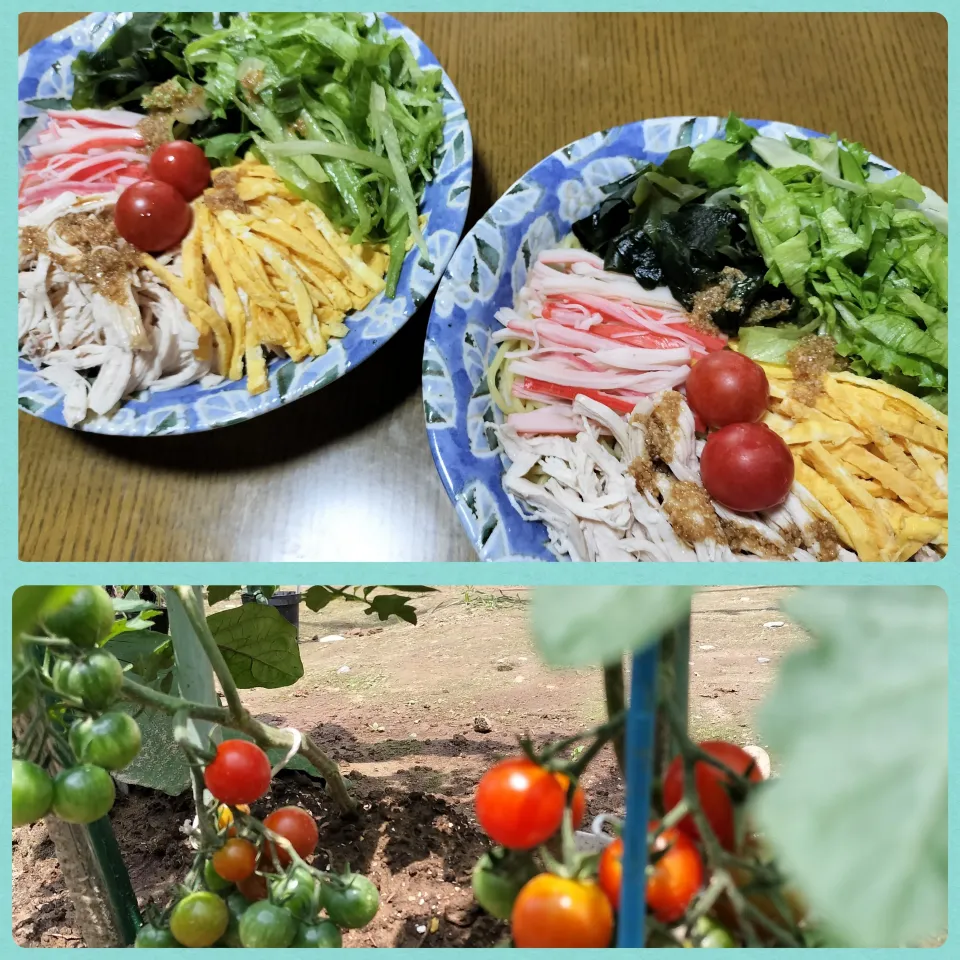 🍅節約焼きそば麺で冷やし中華🥬|みよぱさん