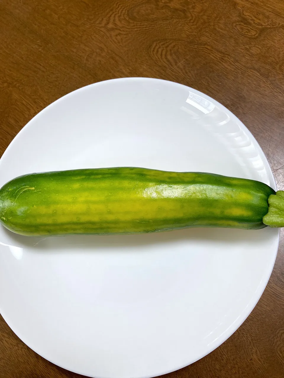 プランターで初収穫ズッキーニ|ちいこさん